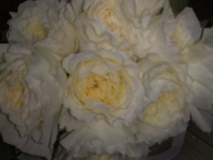 PosaFlora-Positano-Fiori-Matrionio-316